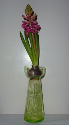 Maastricht hyacinth vase
In action January 2012. Hyacinthus 'Jan Bos'
Keywords: frenchdutchbelg;blown;hyacinth