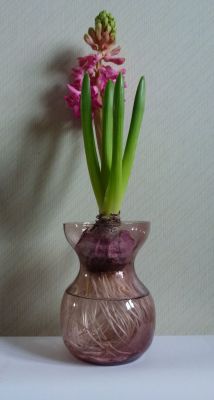 Amethyst hyacinth vase
In action January 2012. Hyacinthus 'Pink Pearl'
Keywords: blown;german