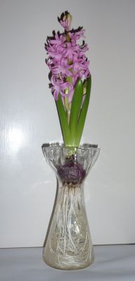 Frill-top hyacinth? vase
In action January 2012. Hyacinthus 'Pink Pearl'. It worked very well
Keywords: blown
