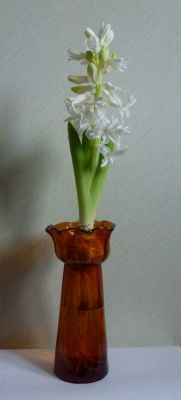 Hyacinth vase, amber
In action January 2012. Hyacinthus 'Carnegie'
Keywords: blown
